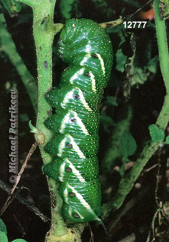 Manduca quinquemaculata